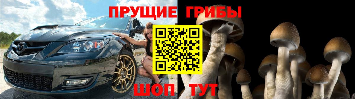 Псилоцибиновые грибы Psilocybine cubensis Назарово